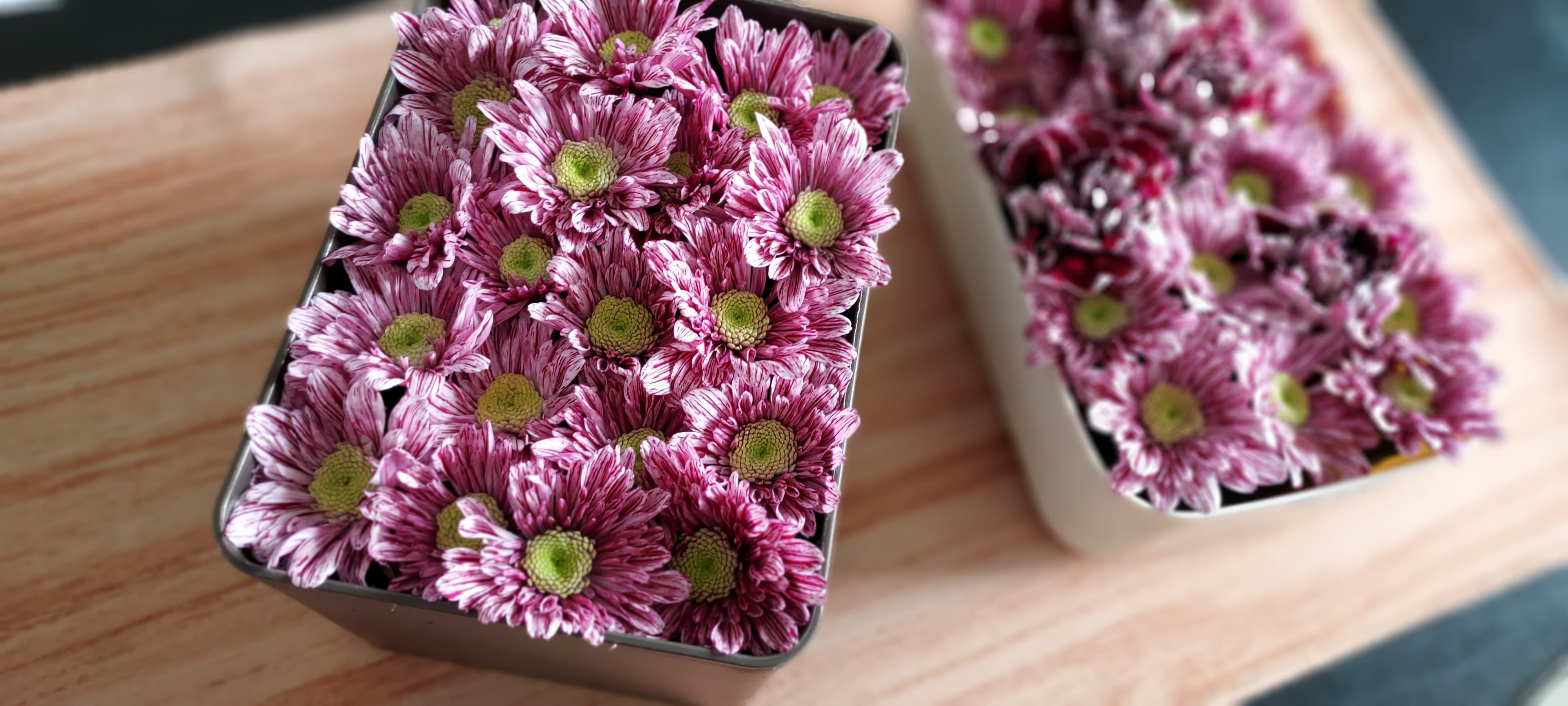 Two rectangular containers filled with purple and white striped flowers with green centers on a wooden surface.